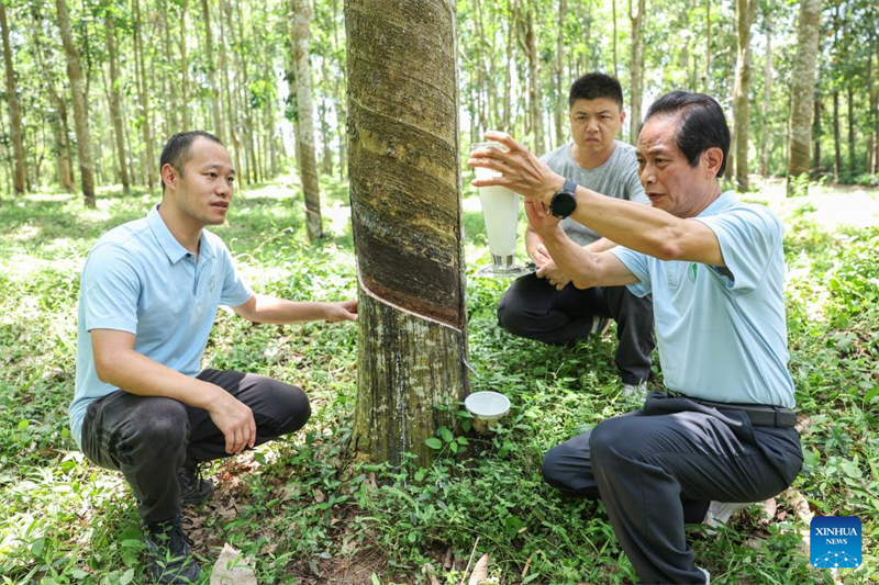 Hainan : des chercheurs chinois sélectionnent de nouvelles variétés d'hévéas à Danzhou