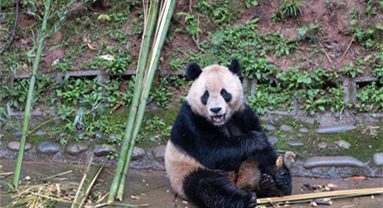 Deux pandas géants quittent leur pays natal pour les Etats-Unis