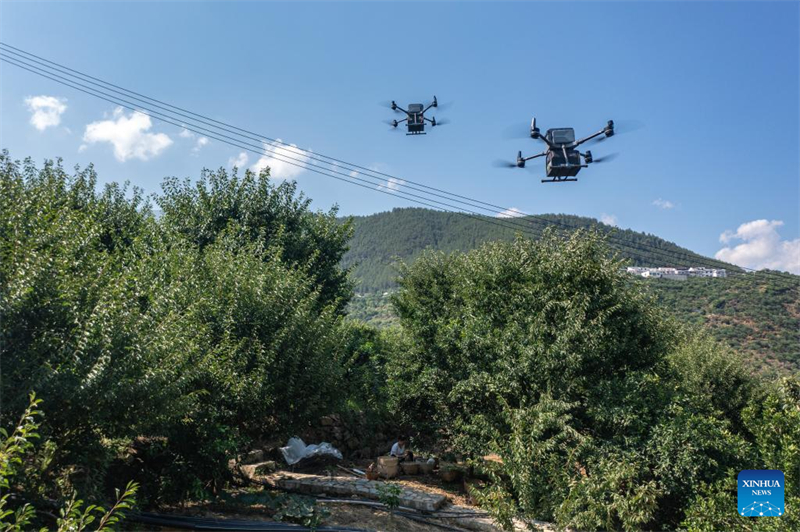 Chongqing : des drones cargo et des avions spéciaux utilisés pour le transport de prunes dans l'ensemble de la Chine