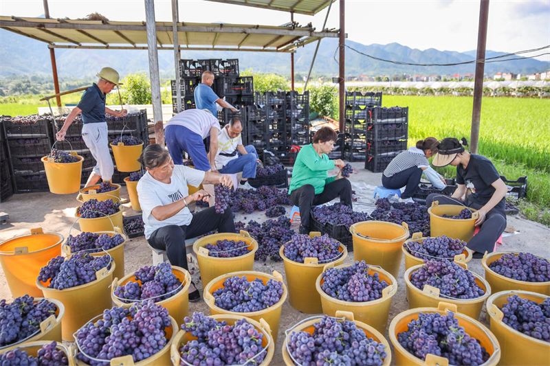 Hunan : les raisins de Lanshan rivalisent de fraîcheur et arrivent sur le marché