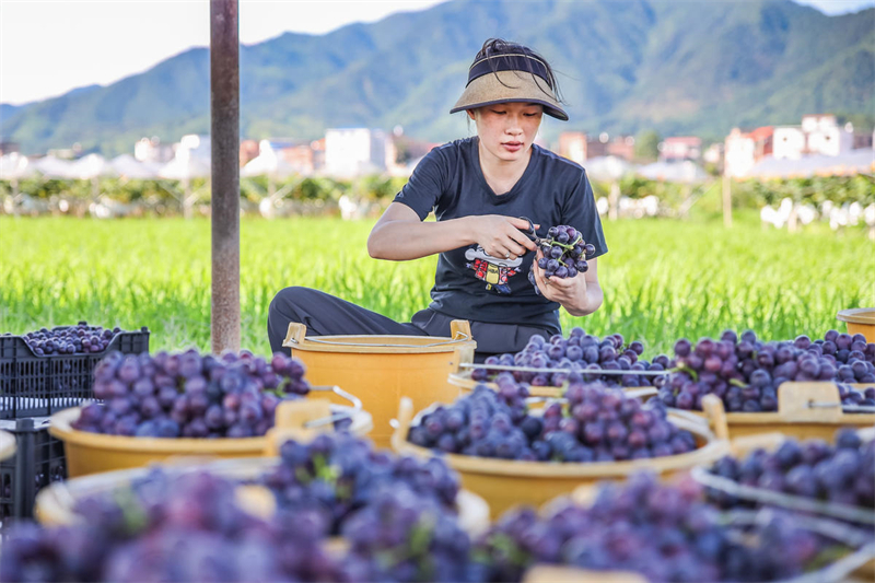 Hunan : les raisins de Lanshan rivalisent de fraîcheur et arrivent sur le marché