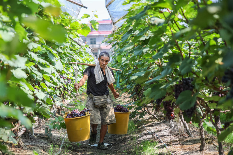 Hunan : les raisins de Lanshan rivalisent de fraîcheur et arrivent sur le marché