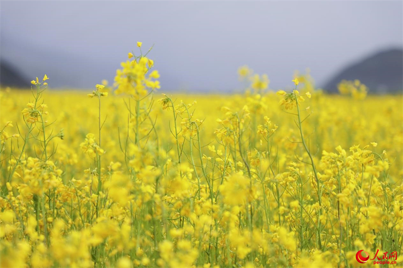 Xizang : des milliers d'hectares de fleurs de colza s'épanouissent près de Lhassa