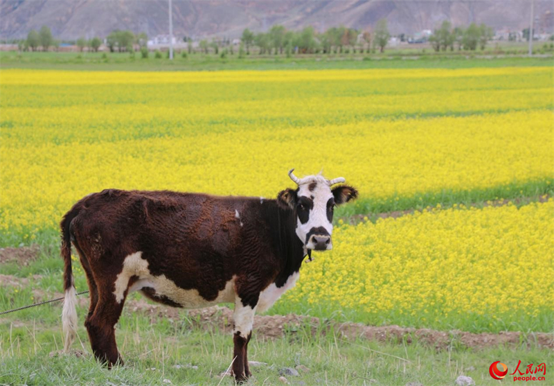 Xizang : des milliers d'hectares de fleurs de colza s'épanouissent près de Lhassa