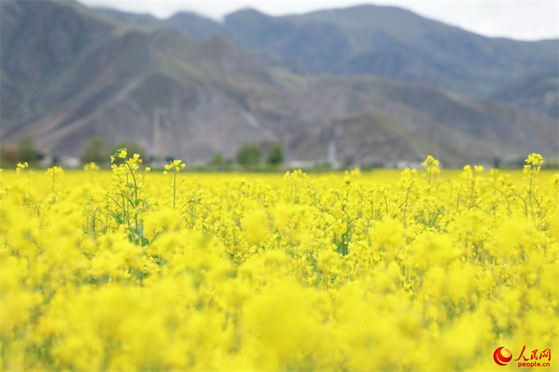 Xizang : des milliers d'hectares de fleurs de colza s'épanouissent près de Lhassa