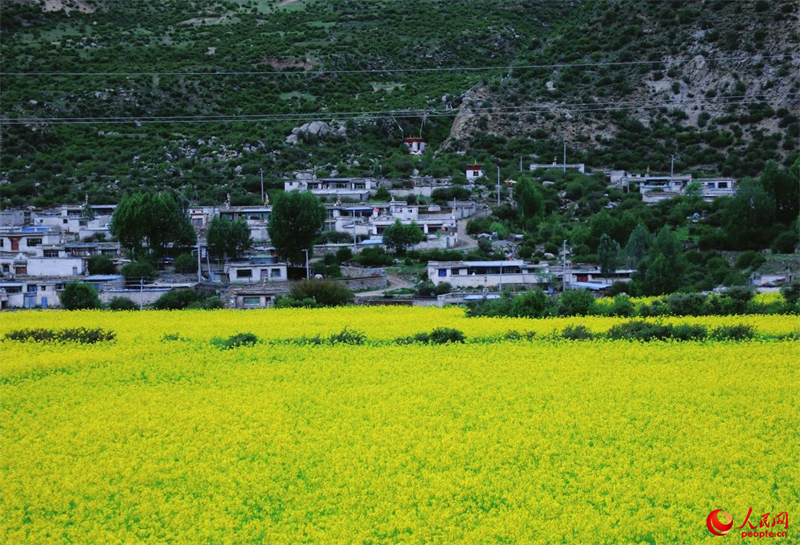 Xizang : des milliers d'hectares de fleurs de colza s'épanouissent près de Lhassa