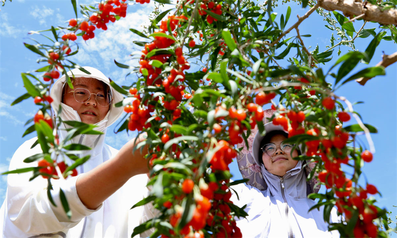 Gansu : une bonne récolte de goji bio à Zhangye