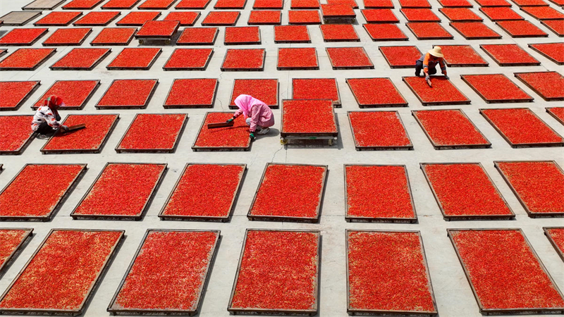 Gansu : une bonne récolte de goji bio à Zhangye