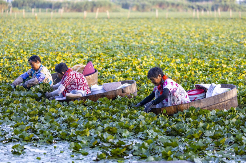 Jiangsu : une riche récolte de châtaignes d'eau à Taizhou