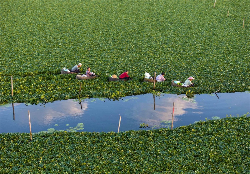 Jiangsu : une riche récolte de châtaignes d'eau à Taizhou