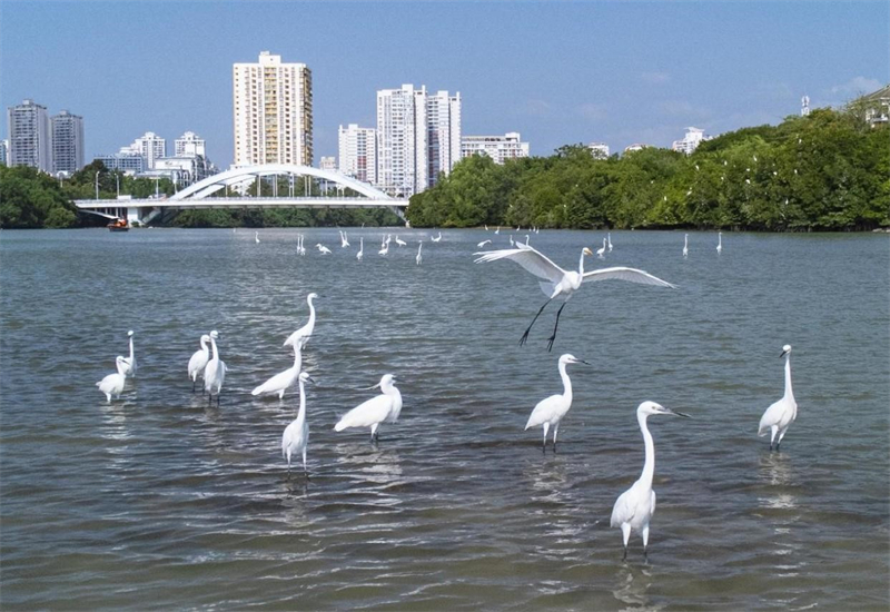 Des aigrettes dansent gracieusement sur la rivière Sanya, dans la ville de Sanya, dans la province de Hainan (sud de la Chine). (Ye Longbin / Le Quotidien du Peuple en ligne)