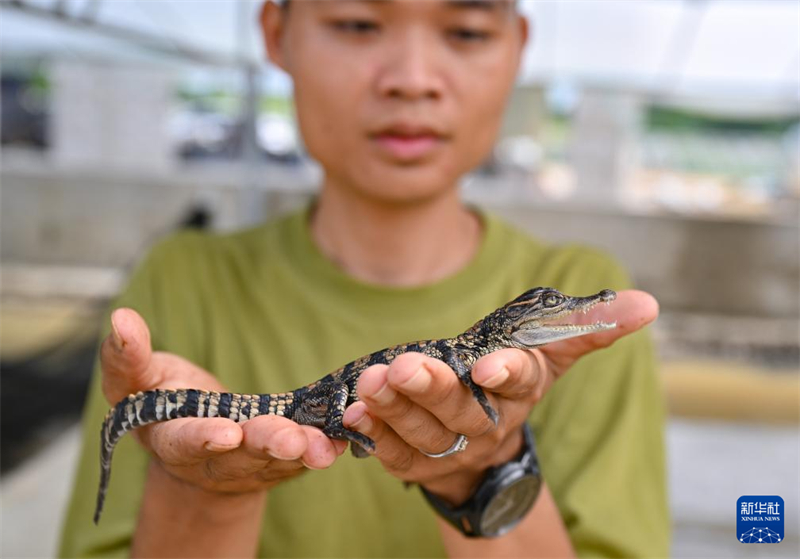 Hainan : à la découverte du « canton des crocodiles » de Dongfang