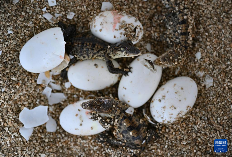 Hainan : à la découverte du « canton des crocodiles » de Dongfang