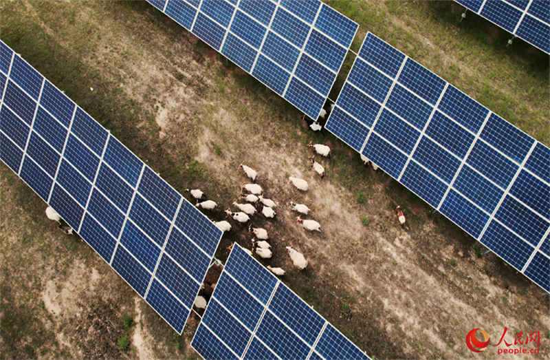 Qinghai : des « moutons photovoltaïques » officiellement bons pour le service !