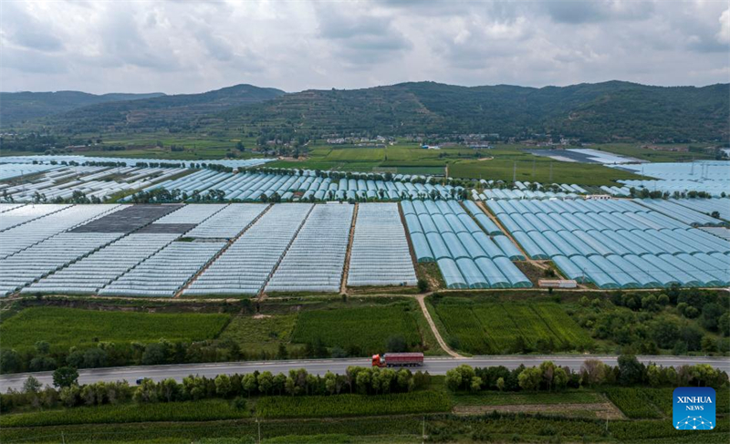 Ningxia : Guyang améliore l'agriculture industrielle pour augmenter la production de légumes