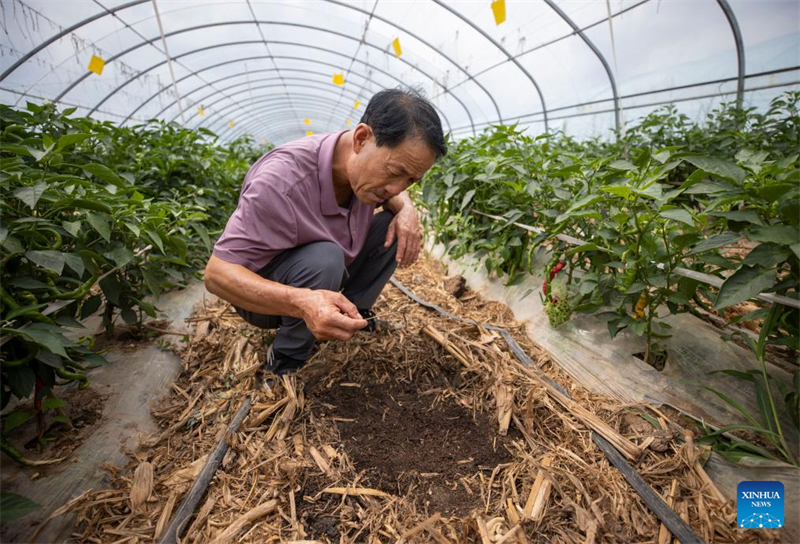 Ningxia : Guyang améliore l'agriculture industrielle pour augmenter la production de légumes