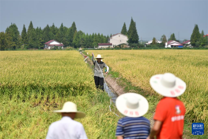 Hunan : première récolte de riz régénératif et test de production dans une ferme autonome à Yiyang