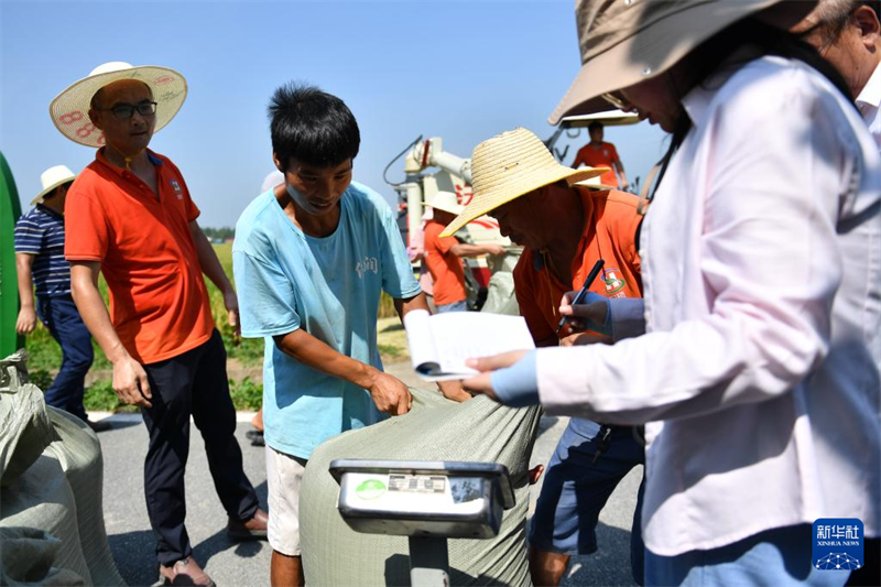 Hunan : première récolte de riz régénératif et test de production dans une ferme autonome à Yiyang