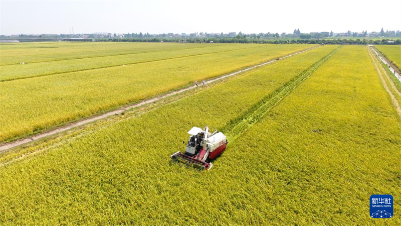 Hunan : première récolte de riz régénératif et test de production dans une ferme autonome à Yiyang