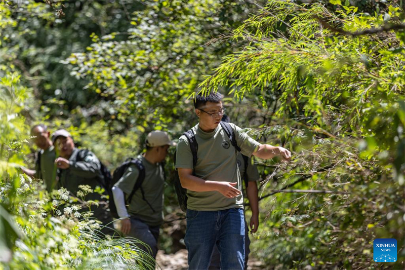 En photos : les gardiens des arbres en voie de disparition de Chongqing