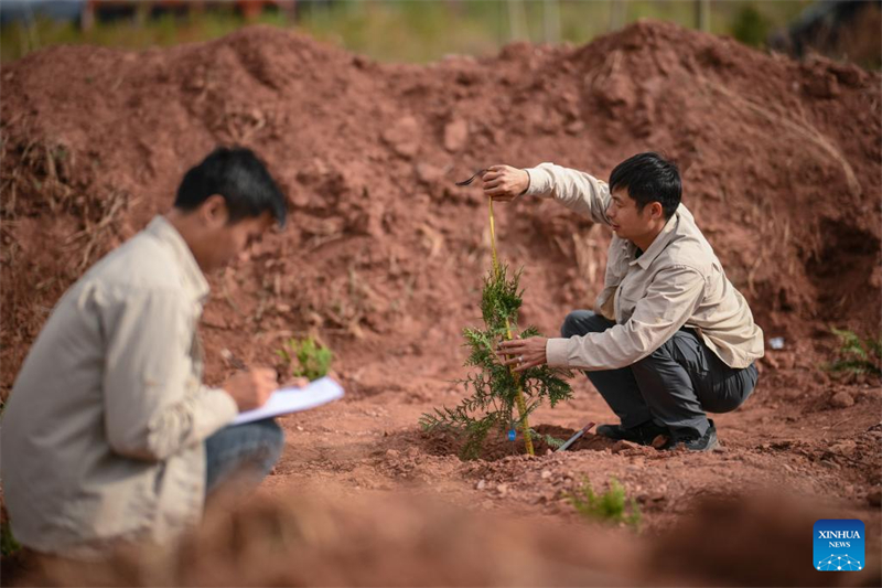 En photos : les gardiens des arbres en voie de disparition de Chongqing