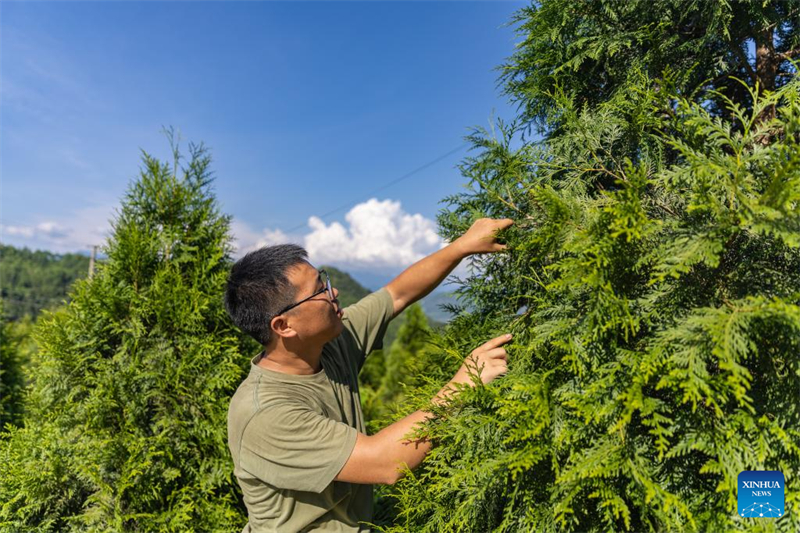 En photos : les gardiens des arbres en voie de disparition de Chongqing