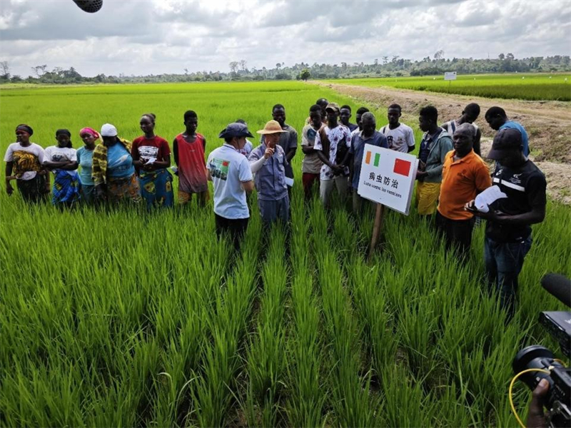 Des experts agricoles chinois dispensent une formation sur la lutte contre les ravageurs et les maladies du riz aux agriculteurs ivoiriens. (Photo / Guo Changyou)