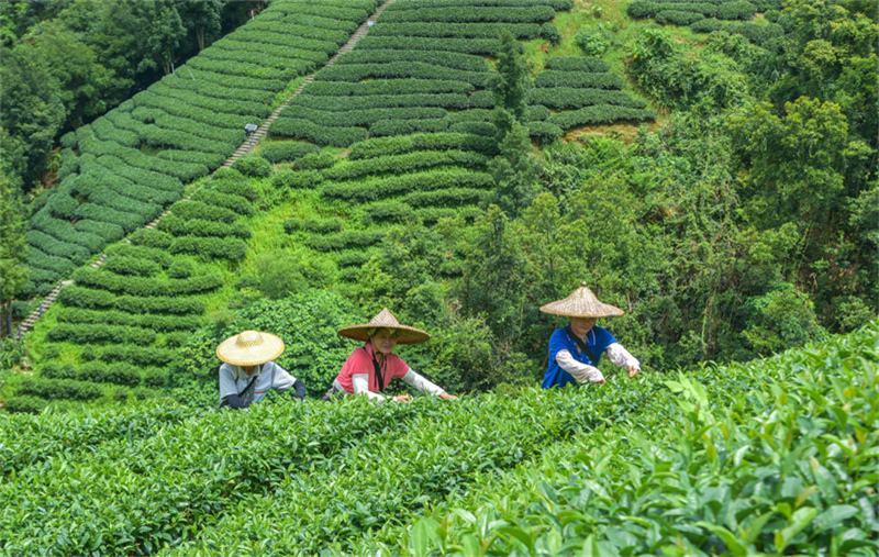 Guangxi : la cueillette du thé d'automne bat son plein à Zhaoping