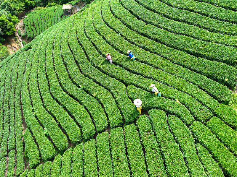 Guangxi : la cueillette du thé d'automne bat son plein à Zhaoping