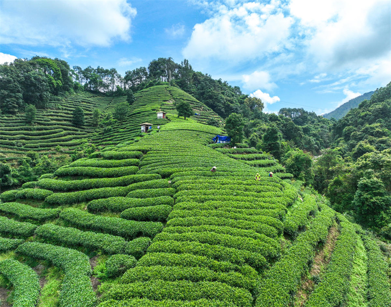 Guangxi : la cueillette du thé d'automne bat son plein à Zhaoping