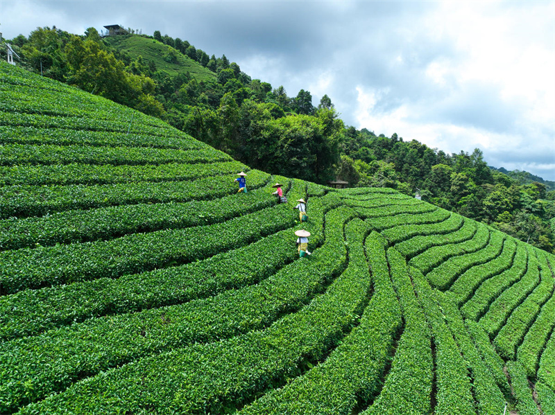 Guangxi : la cueillette du thé d'automne bat son plein à Zhaoping