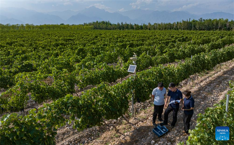 Ningxia : des systèmes d'irrigation intelligents appliqués dans les vignobles stimulent l'industrie viticole locale à Yinchuan