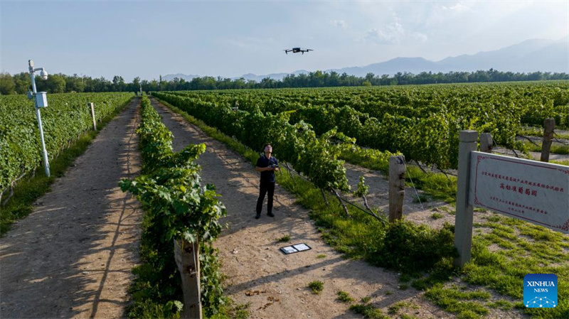 Ningxia : des systèmes d'irrigation intelligents appliqués dans les vignobles stimulent l'industrie viticole locale à Yinchuan