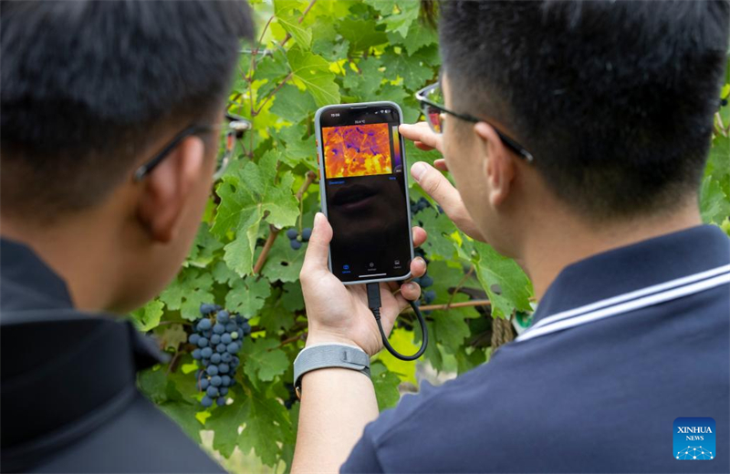 Ningxia : des systèmes d'irrigation intelligents appliqués dans les vignobles stimulent l'industrie viticole locale à Yinchuan