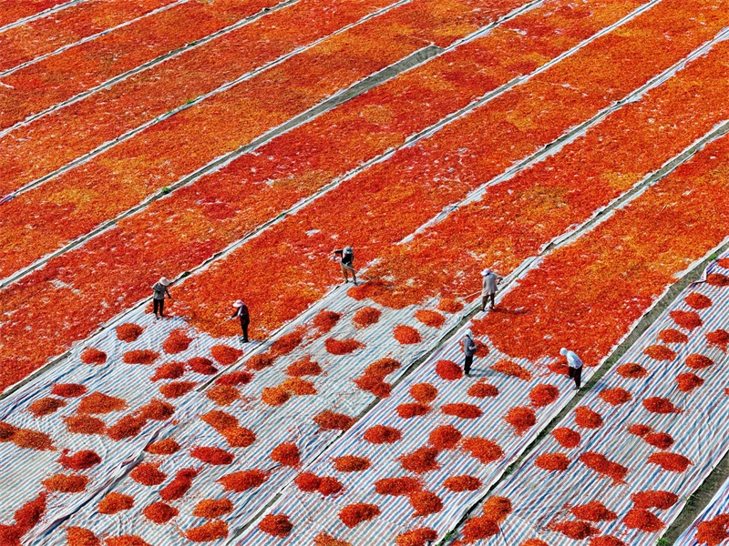 Des villageois épandent et font sécher des piments rouges à la coopérative professionnelle des agriculteurs de plantation de Liang Tengfei, dans le village de Youhe du canton de Gucheng, dans le district de Qiaocheng de la ville de Bozhou, dans la province de l'Anhui (est de la Chine), le 21 août 2024. (Photo / Pic.people.com.cn)