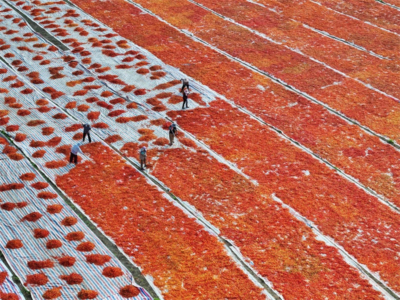 Anhui : une riche récolte de piments rouges à Bozhou