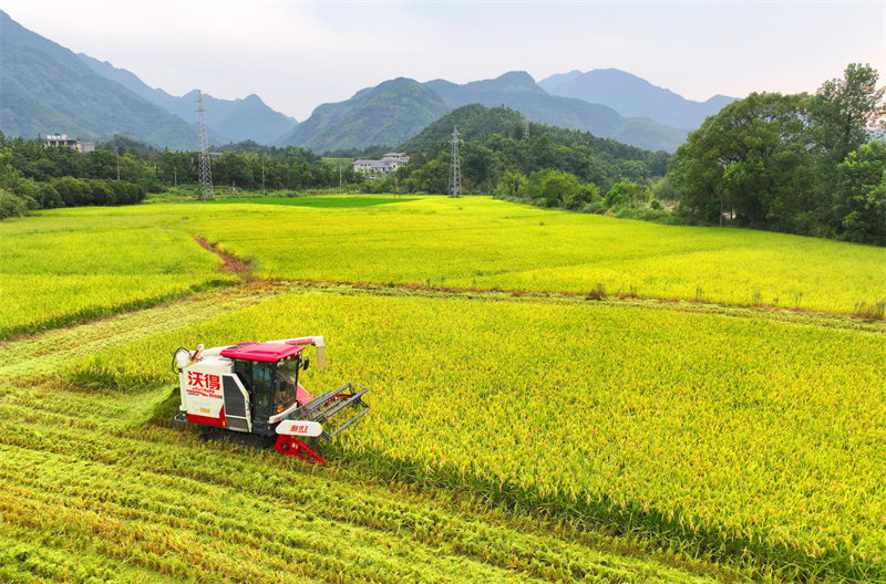 Jiangxi : la récolte des céréales d'automne a commencé à Dexing