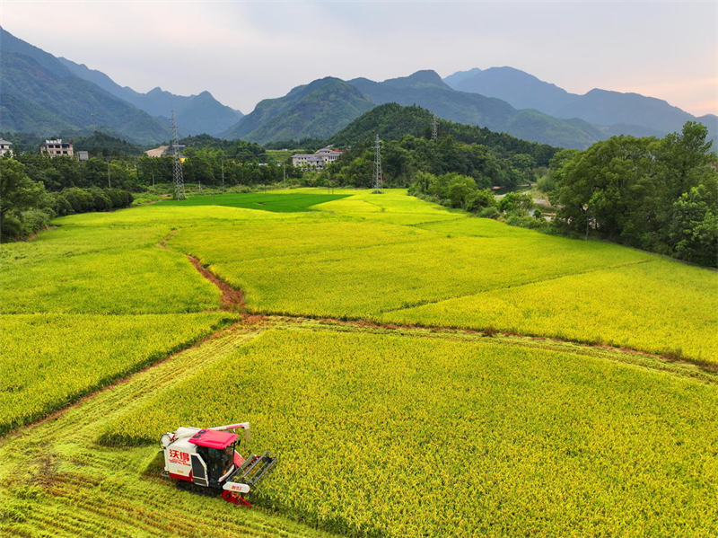 Jiangxi : la récolte des céréales d'automne a commencé à Dexing