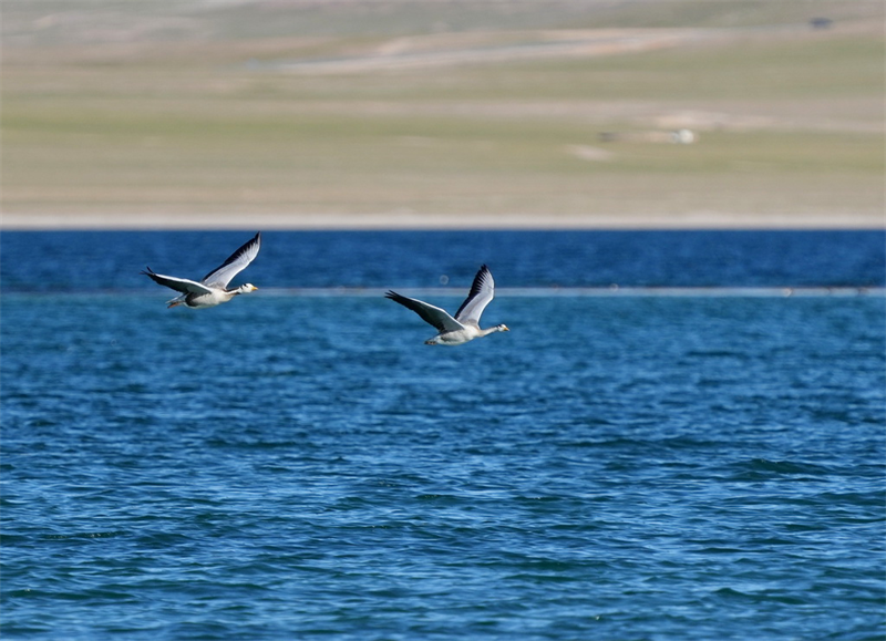 Xizang : le magnifique lac Tso Ngön à Nagqu