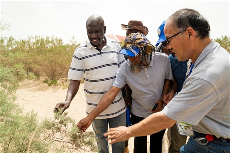 Du personnel scientifique et technique africain inspecte la forêt de protection des autoroutes dans le désert du Tarim, dans la région autonome ouïgoure du Xinjiang (nord-ouest de la Chine). (Photo / Institut de biotechnologie du Xinjiang de l'Académie chinoise des sciences)