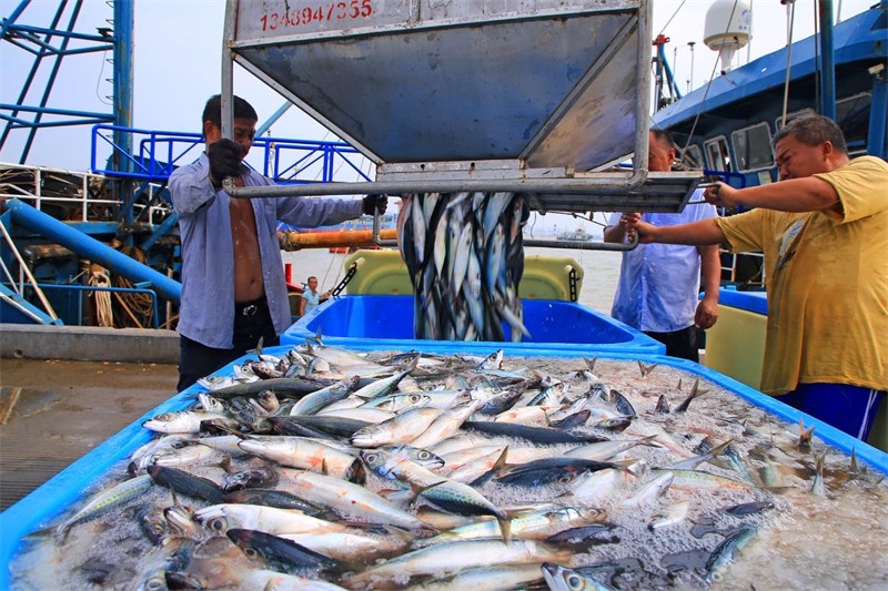 Zhejiang : au retour de la pêche d'automne, les entrepôts sont pleins de poissons de Yuhuan