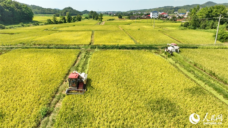 Jiangxi : les agriculteurs récoltent du riz remontant dans le comté de Pengze