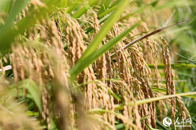 Jiangxi : les agriculteurs récoltent du riz remontant dans le comté de Pengze