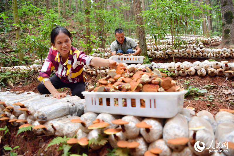 Jiangxi : à Guangchang, l'économie sous-forestière « transforme le vert en or »