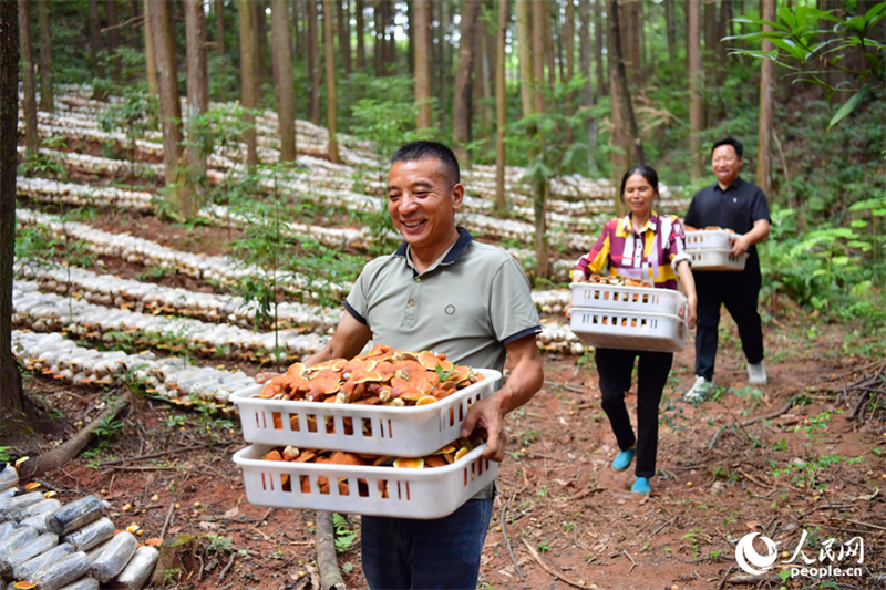 Jiangxi : à Guangchang, l'économie sous-forestière « transforme le vert en or »