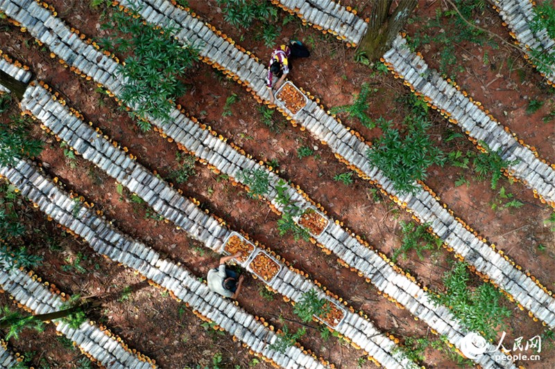 Jiangxi : à Guangchang, l'économie sous-forestière « transforme le vert en or »