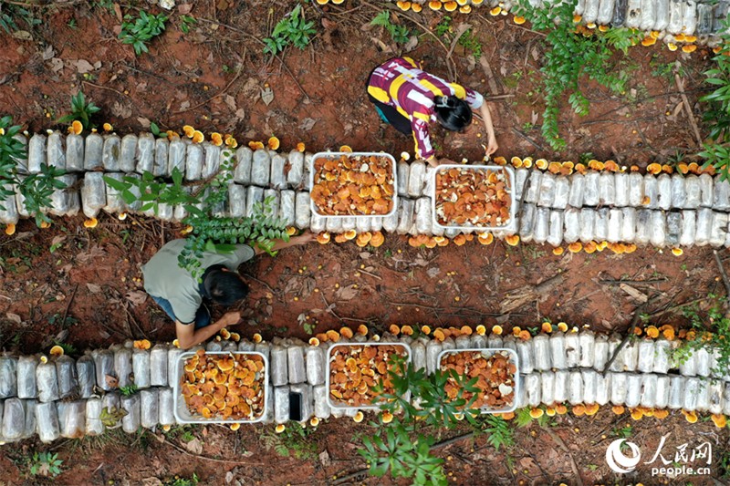 Jiangxi : à Guangchang, l'économie sous-forestière « transforme le vert en or »