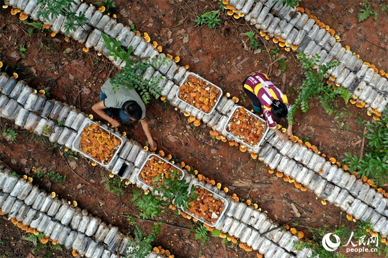 Jiangxi : à Guangchang, l'économie sous-forestière « transforme le vert en or »