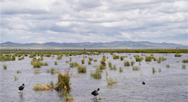 Sichuan : l'environnement écologique de la Réserve naturelle nationale des zones humides de Ruoergai en amélioration continue