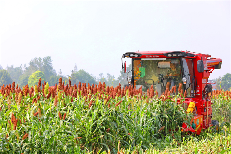 Un agriculteur pilote une moissonneuse pour récolter du sorgho rouge mûr sur la base de plantation de sorgho du canton de Mianchuan du comté de Pengze, à Jiujiang, dans la province du Jiangxi (est de la Chine), le 18 septembre 2024. (Photo / Pic.people.com.cn)